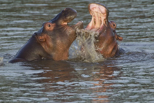 Two hippos fight, their jaws open, water gushing from the moth of one; close up view