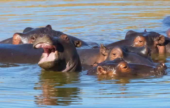 Framed Print : Hippos in the river, Mkhaya Game Reserve, Swaziland Framed Print : Hippos in the river, Mkhaya Game Reserve, Swaziland