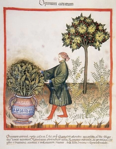 Historic. Tacuinum Sanitatis, Medieval Health Handbook