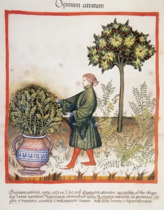 Framed Print : Historic. Tacuinum Sanitatis, Medieval Health Handbook Framed Print : Historic. Tacuinum Sanitatis, Medieval Health Handbook