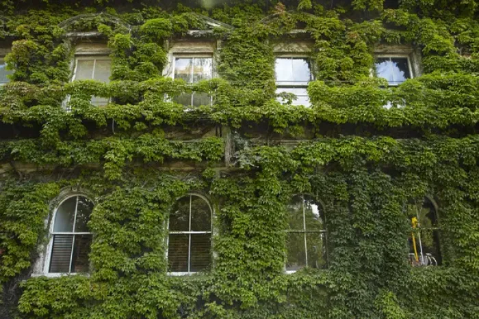 Framed Print : Historic Northern Club building covered in Virginia Creeper, Auckland, North Island