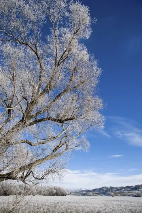 Framed Print : Hoar Frost near Oturehua, Central Otago, South Island, New Zealand Framed Print : Hoar Frost near Oturehua, Central Otago, South Island, New Zealand