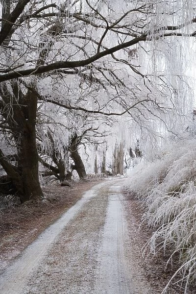 Hoar Frost and Road by Butchers Dam, near Alexandra, Central Otago, South Island