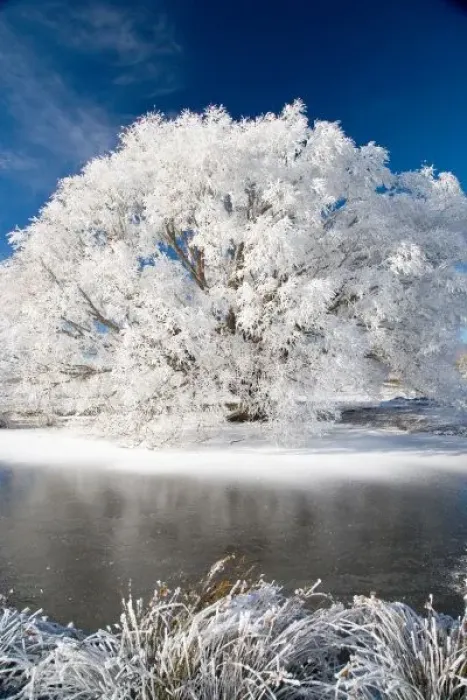 Framed Print : Hoar Frost on Willow Tree, near Omakau, Central Otago, South Island, New Zealand Framed Print : Hoar Frost on Willow Tree, near Omakau, Central Otago, South Island, New Zealand