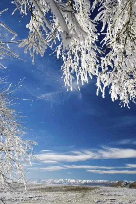 Framed Print : Hoar Frost on Willow Tree, near Omakau, and Hawkdun Ranges, Central Otago, South Island Framed Print : Hoar Frost on Willow Tree, near Omakau, and Hawkdun Ranges, Central Otago, South Island