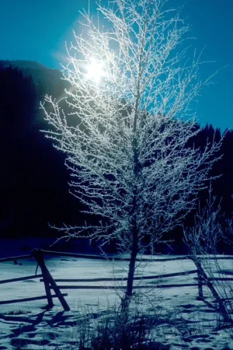 Framed Print : Hoarfrost backlighted on tree in rural Idaho. frost, cold, frozen, freeze Framed Print : Hoarfrost backlighted on tree in rural Idaho. frost, cold, frozen, freeze
