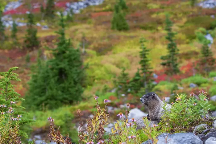 Framed Print : Hoary marmot Framed Print : Hoary marmot
