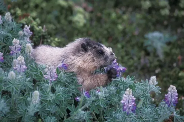 Framed Print : Hoary marmot feeding on silky lupine, Exit Glacier, Kenai Fjords National Park, Alaska
