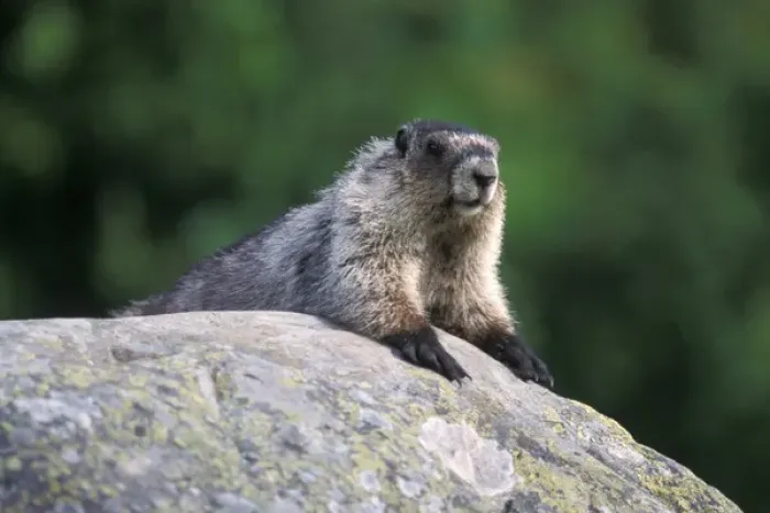 Framed Print : hoary marmot, Marmota caligata, suns itself on a rock, Exit Glacier, Kenai Fjords National Park