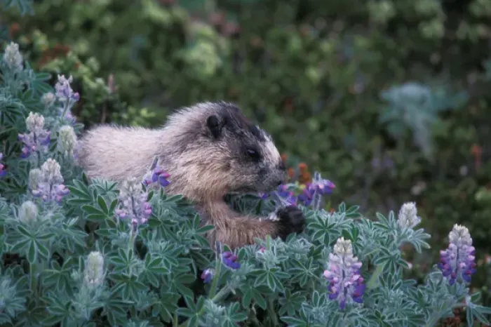 Framed Print : hoary marmot, Marmota caligata, feeding on silky lupine, Lupinus sericeus, in Kenai Framed Print : hoary marmot, Marmota caligata, feeding on silky lupine, Lupinus sericeus, in Kenai