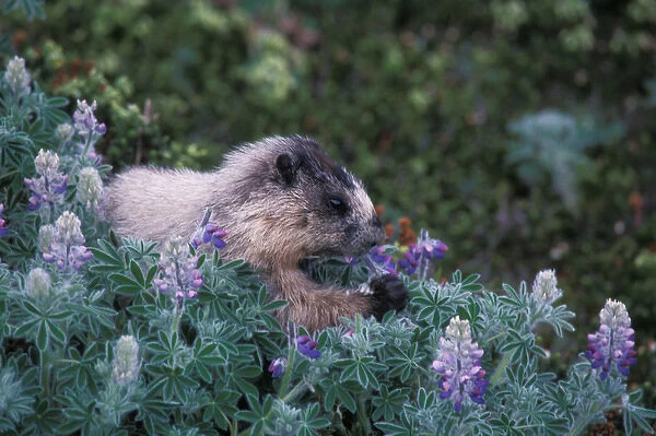 hoary marmot, Marmota caligata, feeding on silky lupine, Lupinus sericeus, in Kenai