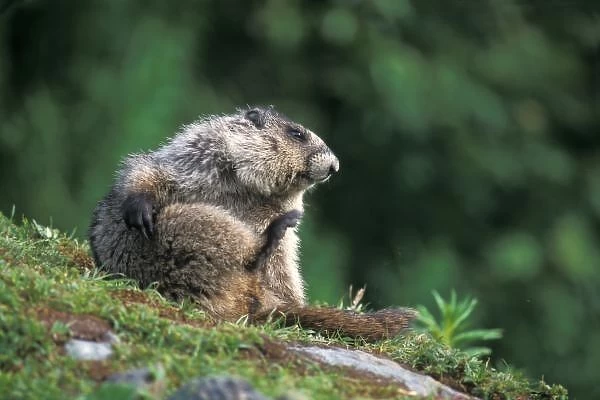 hoary marmot, Marmota caligata, scratches itself, Exit Glacier, Kenai Fjords National Park