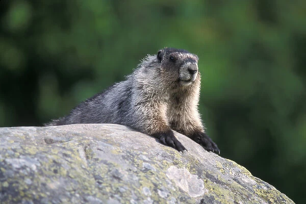 hoary marmot, Marmota caligata, suns itself on a rock, Exit Glacier, Kenai Fjords National Park