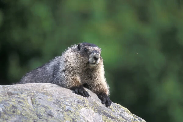 hoary marmot, Marmota caligata, suns itself on a rock, Exit Glacier, Kenai Fjords National Park