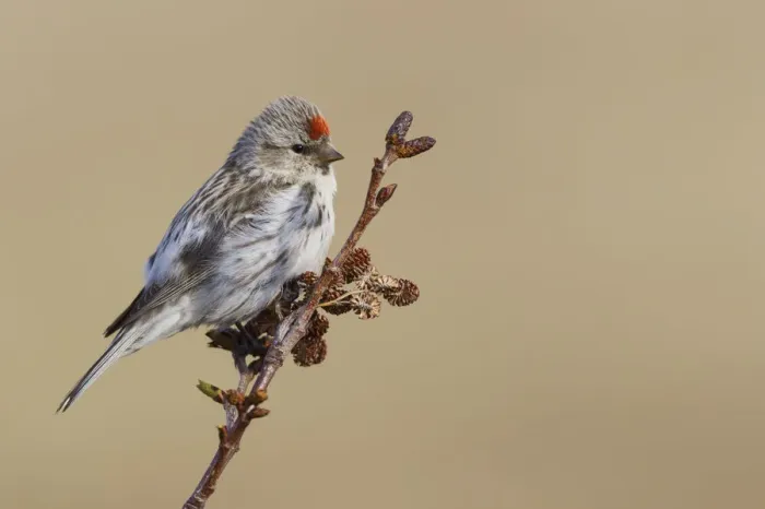 Framed Print : Hoary Redpoll