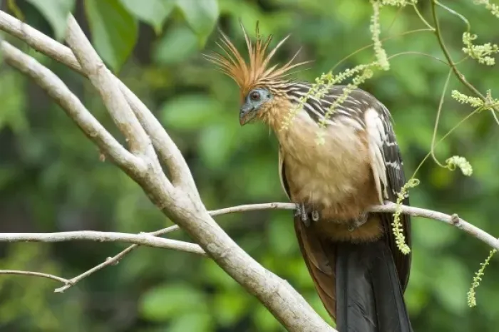 Framed Print : Hoatzin (Opisthocomus hoazin), also known as the Hoactzin, Stinkbird, or Canje Pheasant Framed Print : Hoatzin (Opisthocomus hoazin), also known as the Hoactzin, Stinkbird, or Canje Pheasant
