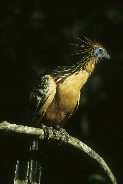 Hoatzin (Opisthocomus hoazin) Llanos, Venezuela