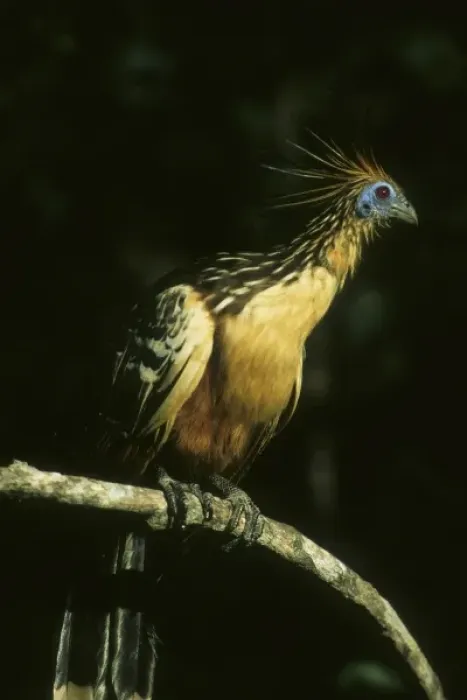 Framed Print : Hoatzin (Opisthocomus hoazin) Llanos, Venezuela