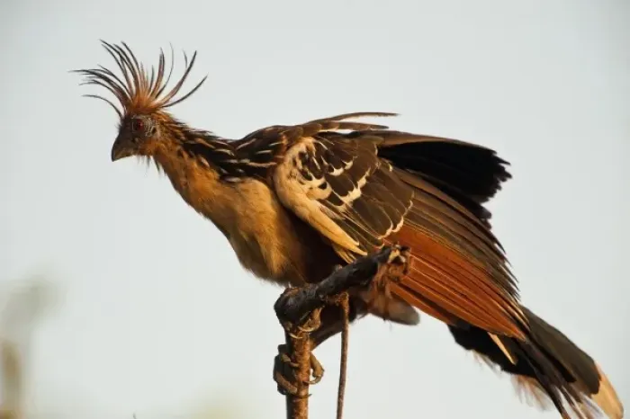 Framed Print : Hoatzin (Opisthocomus hoazin) Savannah, Rupununi, Guyana Framed Print : Hoatzin (Opisthocomus hoazin) Savannah, Rupununi, Guyana