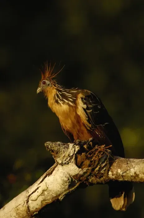 Framed Print : Hoatzin (Opisthocomus hoazin) Yasuni National Park. Amazon Rain Forest. ECUADOR