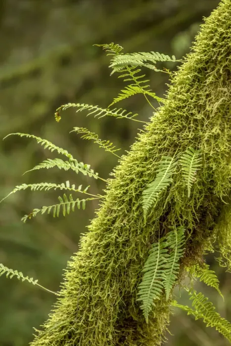 Framed Print : Hobart, Washington State, USA. Moss-covered tree with licorice ferns growing out of it