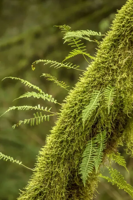 Framed Print : Hobart, Washington State, USA. Moss-covered tree with licorice ferns growing out of it Framed Print : Hobart, Washington State, USA. Moss-covered tree with licorice ferns growing out of it