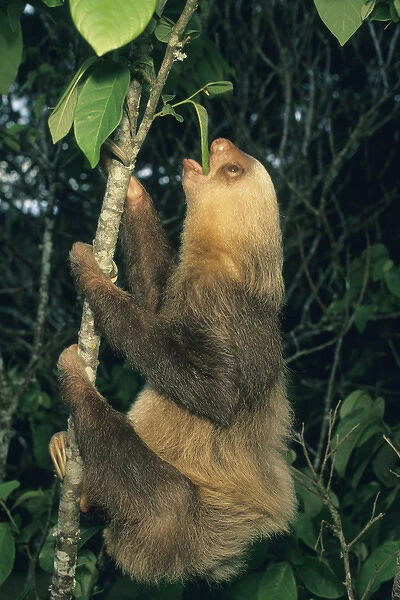 Hoffmans Two-toed Sloth, (Choloepus hoffmani), Feeding, Costa Rica