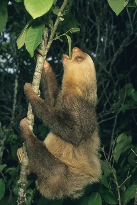 Framed Print : Hoffmans Two-toed Sloth, (Choloepus hoffmani), Feeding, Costa Rica Framed Print : Hoffmans Two-toed Sloth, (Choloepus hoffmani), Feeding, Costa Rica