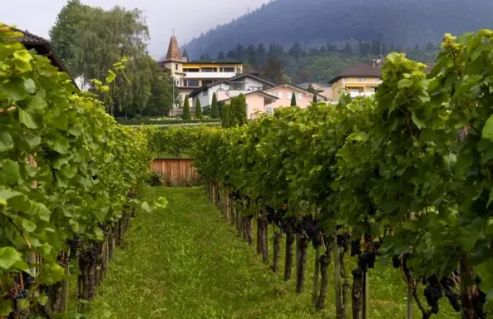 Framed Print : Hofkellerei Winery with grapes in small remote country of Leichtenstein