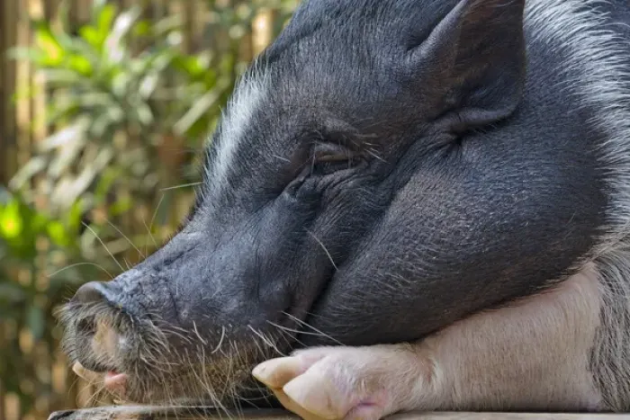 Framed Print : Hog, Philippines