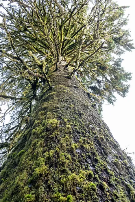 Framed Print : Hoh Rain Forest, Olympic National Park, Washington State, USA. Looking up at a large Sitka Spruce tree on the Hall of Mosses trail Framed Print : Hoh Rain Forest, Olympic National Park, Washington State, USA. Looking up at a large Sitka Spruce tree on the Hall of Mosses trail