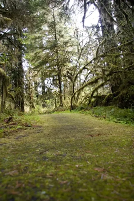 Framed Print : Hoh Rain Forrest, Washington, USA. The Hoh Rainforest on the Olympic Peninsula is Framed Print : Hoh Rain Forrest, Washington, USA. The Hoh Rainforest on the Olympic Peninsula is