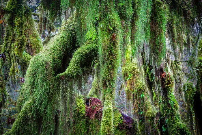 Framed Print : Hoh Rainforest, Olympic National Park Framed Print : Hoh Rainforest, Olympic National Park