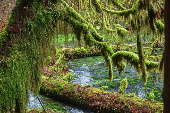 Framed Print : Hoh Rainforest, Olympic National Park