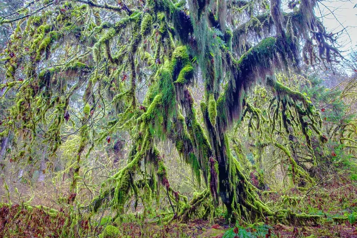 Framed Print : Hoh Rainforest, Olympic National Park Framed Print : Hoh Rainforest, Olympic National Park