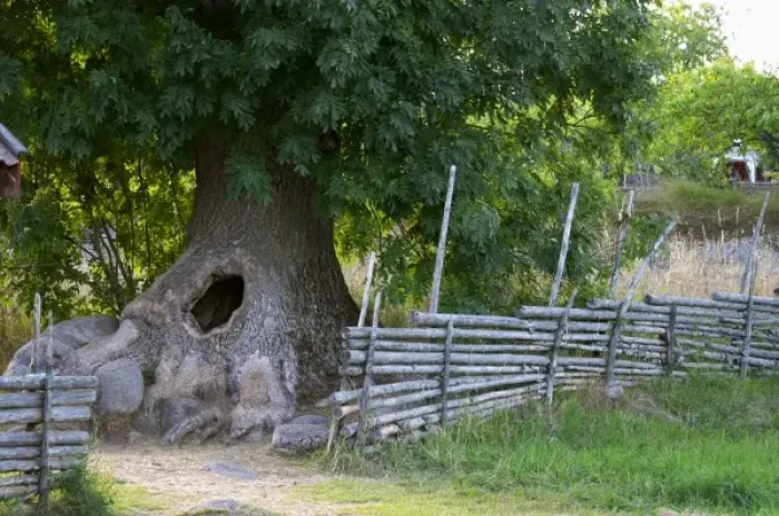 Framed Print : The hollow tree where the children could hide. The original location where Astrid