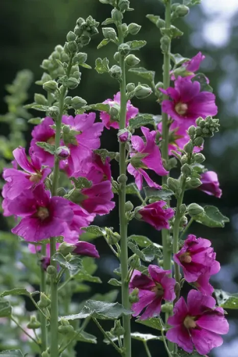Framed Print : Hollyhocks (Alcea rosea) Marion Co. IL