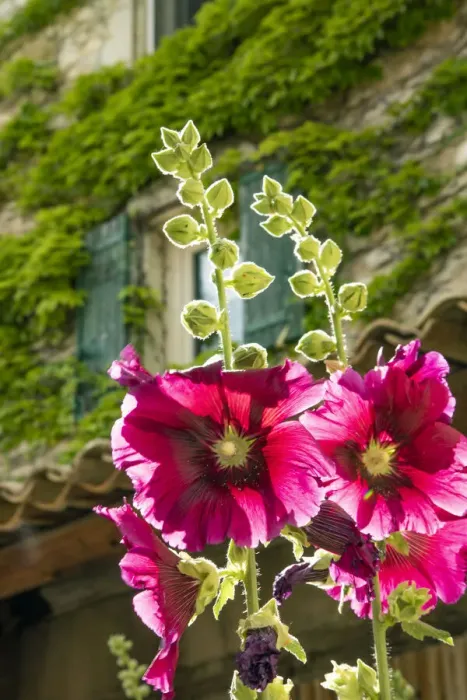 Framed Print : Hollyhocks flowers blooming in Provence region of Southern France Framed Print : Hollyhocks flowers blooming in Provence region of Southern France