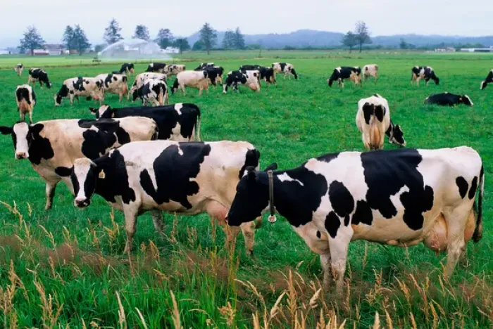 Framed Print : Holstein Dairy cows grazing in a field Framed Print : Holstein Dairy cows grazing in a field