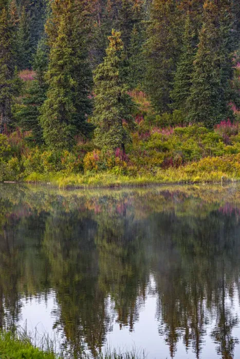 Framed Print : Homer, Alaska, autumn, fireweed