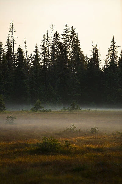 Homer, Alaska, USA, miniature, black spruce, autumn colored field
