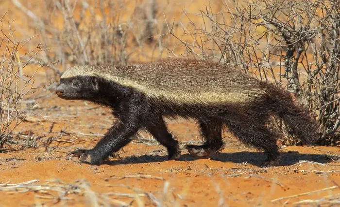 Framed Print : Honey badger searching the dunes of the Kalahari Desert for a meal Framed Print : Honey badger searching the dunes of the Kalahari Desert for a meal