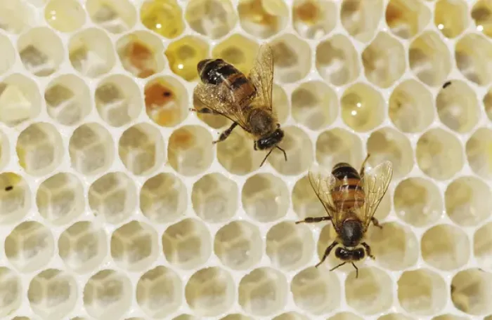 Framed Print : Honey Bee, Apis mellifera, bees on wild honey cone, Welder Wildlife Refuge, Sinton