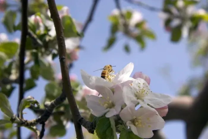 Framed Print : Honey bee on an apple blossom in Idaho
