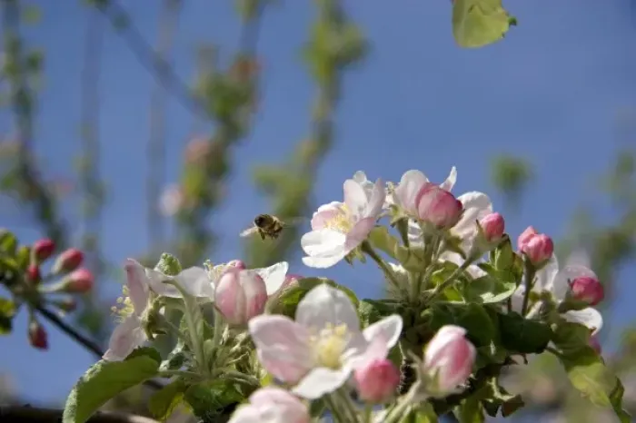 Framed Print : Honey bee and apple blossoms in Idaho