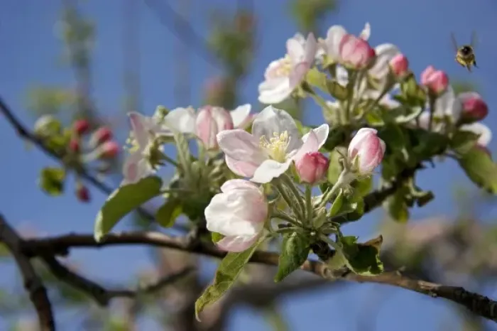 Framed Print : Honey bee and apple blossoms in Idaho