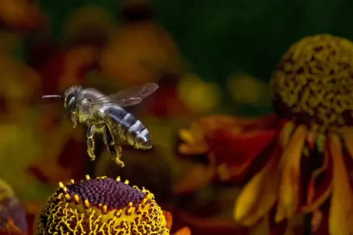 Framed Print : Honey Bee flying over flowers (Apis mellifera) Framed Print : Honey Bee flying over flowers (Apis mellifera)