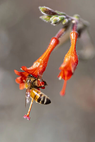 Honey bee gathering pollen inside a bell shaped flower