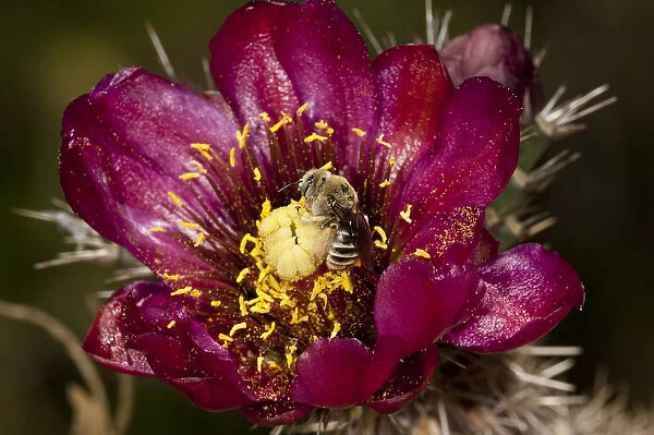 Honey Bee Pollinating Cactus Flower (Prickly Pear) Apis mellifera  /  Opuntia