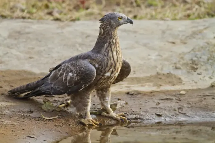 Framed Print : Honey Buzzard at the waterhole, Tadoba Andheri Tiger Reserve (TATR), Maharashtra Framed Print : Honey Buzzard at the waterhole, Tadoba Andheri Tiger Reserve (TATR), Maharashtra